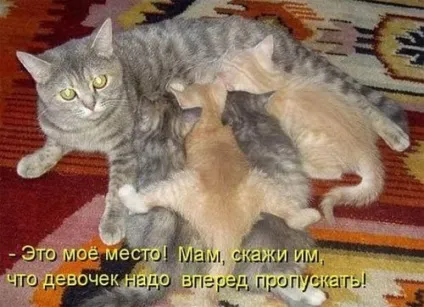 Смішні картинки про котів з написами (котів) Смішні картинки про котів з написами