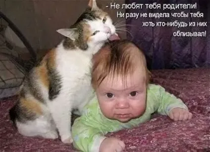 Смішні картинки про котів з написами (котів) Смішні картинки про котів з написами
