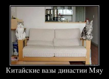 Смішні картинки про котів з написами (котів) Смішні картинки про котів з написами