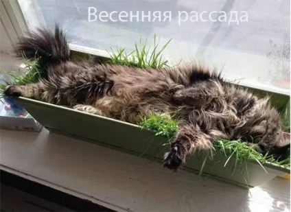 Смішні картинки про котів з написами (котів) Смішні картинки про котів з написами