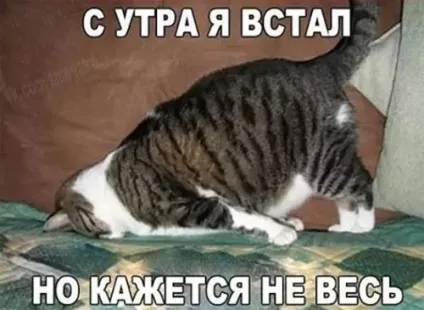 Смішні картинки про котів з написами (котів) Смішні картинки про котів з написами