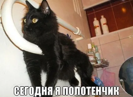 Смішні картинки про котів з написами (котів) Смішні картинки про котів з написами