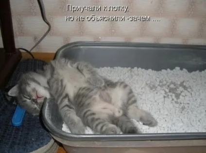 Смішні картинки про котів з написами (котів) Смішні картинки про котів з написами