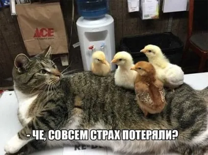 Смішні картинки про котів з написами (котів) Смішні картинки про котів з написами
