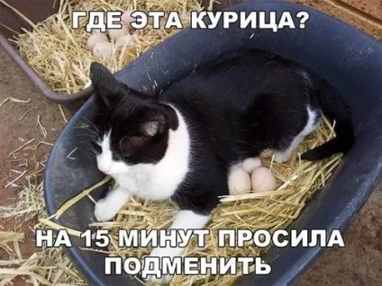 Смішні картинки про котів з написами (котів) Смішні картинки про котів з написами