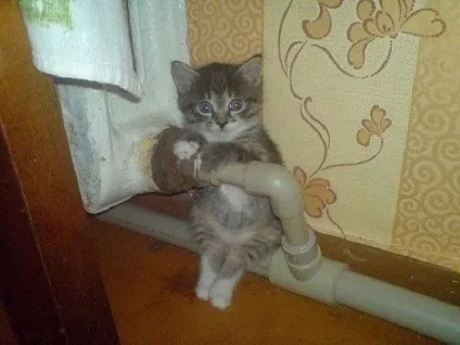 Смішні картинки про котів з написами (котів) Смішні картинки про котів з написами