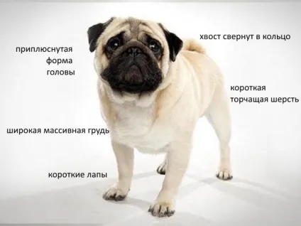 Зміст і догляд за мопсом