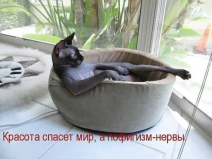 Смішні картинки про котів з написами (котів) Смішні картинки про котів з написами