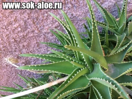 сік алое