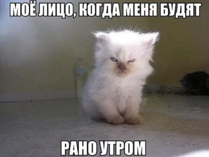 Смішні картинки про котів з написами (котів) Смішні картинки про котів з написами