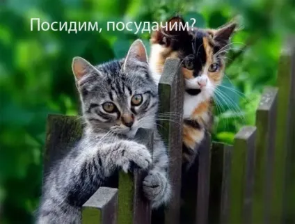 Смішні картинки про котів з написами (котів) Смішні картинки про котів з написами