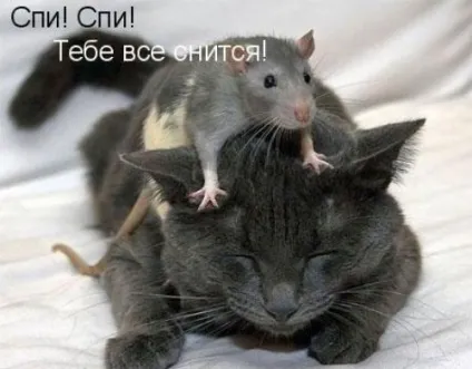 Смішні картинки про котів з написами (котів) Смішні картинки про котів з написами