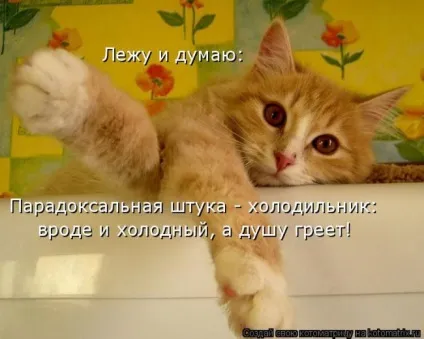 Смішні картинки про котів з написами (котів) Смішні картинки про котів з написами