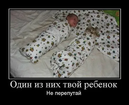 Смішні картинки про котів з написами (котів) Смішні картинки про котів з написами