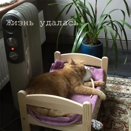 Смішні картинки про котів з написами (котів) Смішні картинки про котів з написами