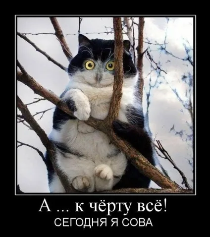 Смішні картинки про котів з написами (котів) Смішні картинки про котів з написами