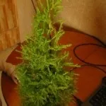 Сохне кімнатний кіпарісхвойние (сохне) Сохне кімнатний кіпарісхвойние