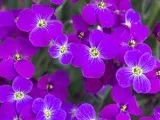Список кімнатних пальм, популярні кімнатні пальми і їх назви