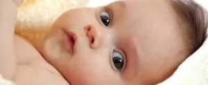 Сонник Ванги собака