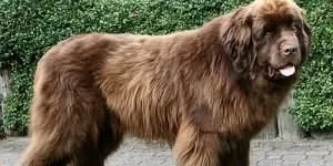 Сонник Ванги собака