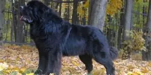 Сонник Ванги собака