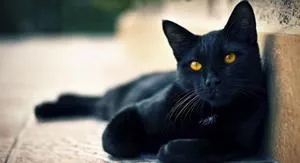 Сон про чорного кота і його тлумачення