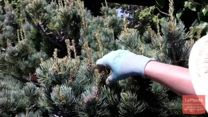 Сосна (pinus)