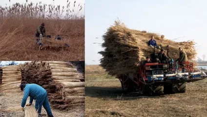 Сучасні паркани і огорожі прозорі, ажурні, з очерету, як зробити огорожу своїми руками (зробити) Сучасні паркани і огорожі прозорі, ажурні, з очерету, як зробити огорожу своїми руками