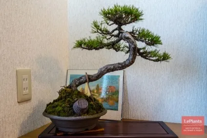 Сосна (pinus)