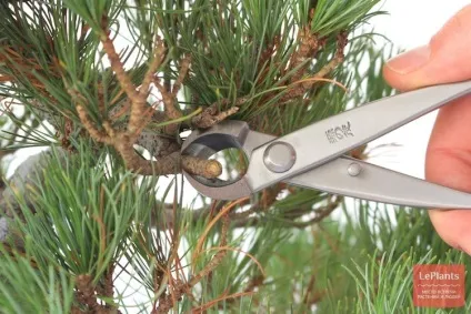 Сосна (pinus)