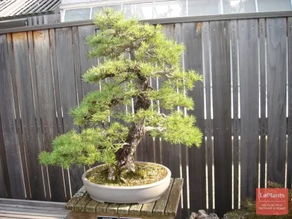 Сосна (pinus)