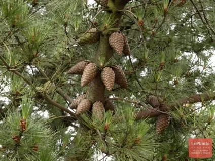 Сосна (pinus)