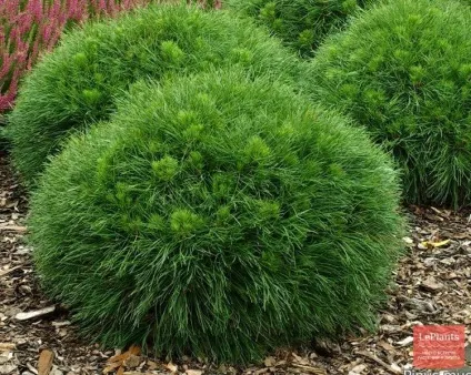 Сосна (pinus)