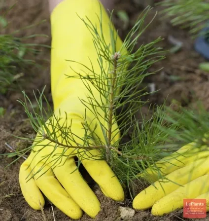 Сосна (pinus)