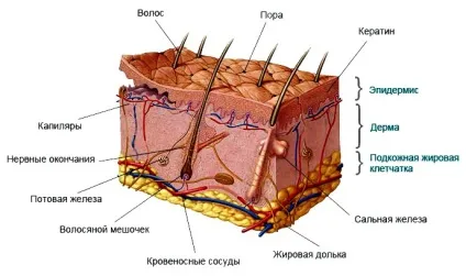 Стадії загоєння ран