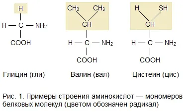 будова білків