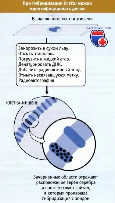 Будова політенних хромосом