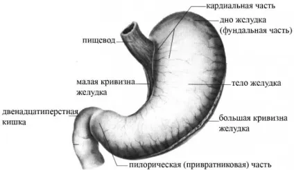 Будова шлунка людини - схема, фото, картинки (людини) Будова шлунка людини - схема, фото, картинки