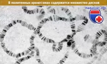 Будова політенних хромосом