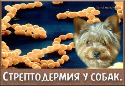 Стрептодермія у собак, сіпмтоми, лікування стрептодермії (стрептодермії) Стрептодермія у собак, сіпмтоми, лікування стрептодермії