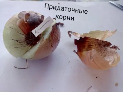 Будова цибулини цибулі ріпчастої