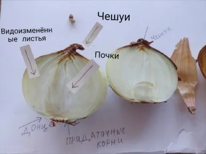 Будова цибулини цибулі ріпчастої