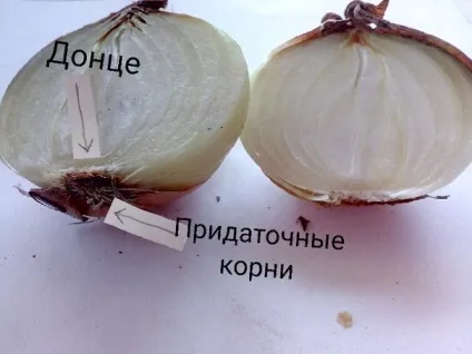 Будова цибулини цибулі ріпчастої