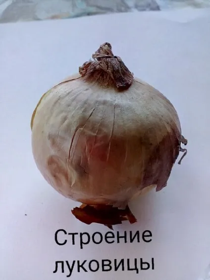 Будова цибулини цибулі ріпчастої