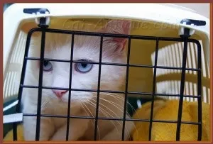 Як перевозити кішку в автобусі, катантік - кішки і антикваріат (кішки) Як перевозити кішку в автобусі, катантік - кішки і антикваріат