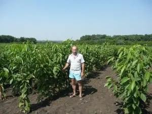 Як посадити черешню навесні і восени, відео, догляд і пересадка, шкідники і кращі сорти (посадити) Як посадити черешню навесні і восени, відео, догляд і пересадка, шкідники і кращі сорти