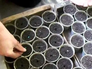 Якою має бути глибина посіву огірків на розсаду (повинна) Якою має бути глибина посіву огірків на розсаду