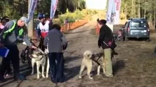 Тамасканская собака (тамаскан) фото, опис породи (Another video beautiful) Тамасканская собака (тамаскан) фото, опис породи