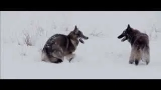 Тамасканская собака (тамаскан) фото, опис породи (Another video beautiful) Тамасканская собака (тамаскан) фото, опис породи