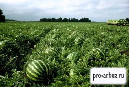 Схема посадки кавунів у відкритому і закритому грунті (кавунів) Схема посадки кавунів у відкритому і закритому грунті